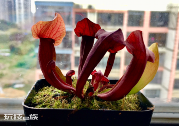 吃蚊子的植物叫什么名字(3种食虫植物的吃蚊虫本领强)-图片1